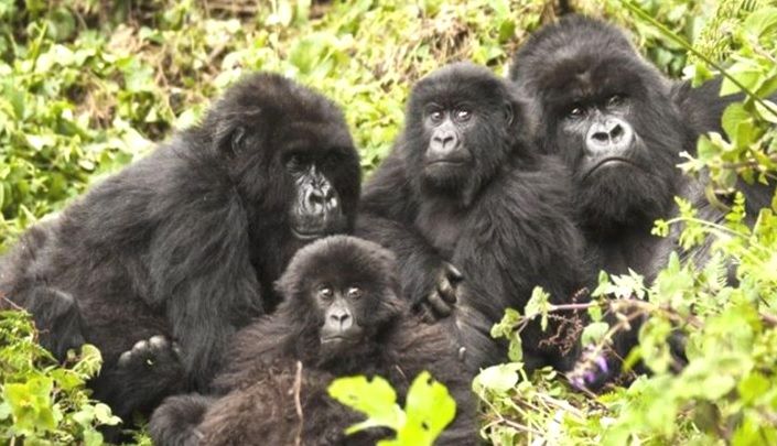 Volcanoes National Park Rwanda