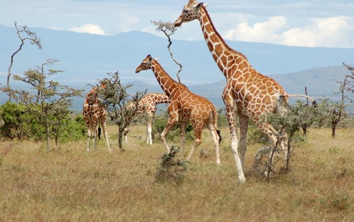 Samburu National Reserve