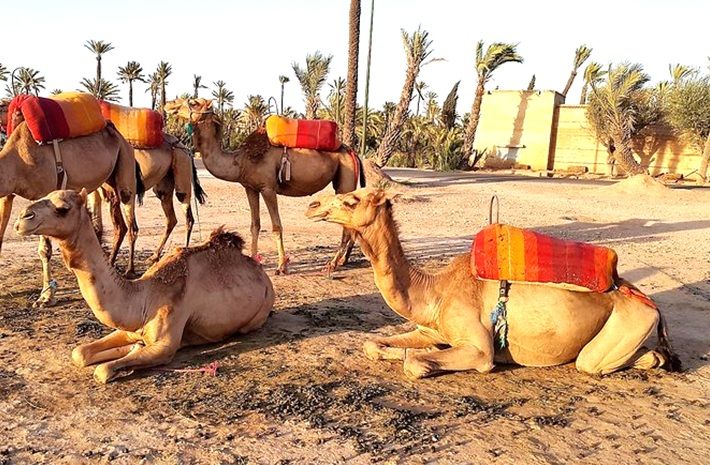 Marrakech Camel Ride