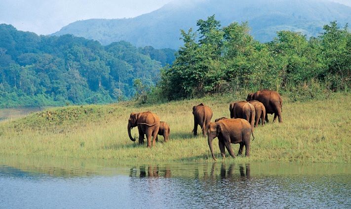 Periyar Wildlife