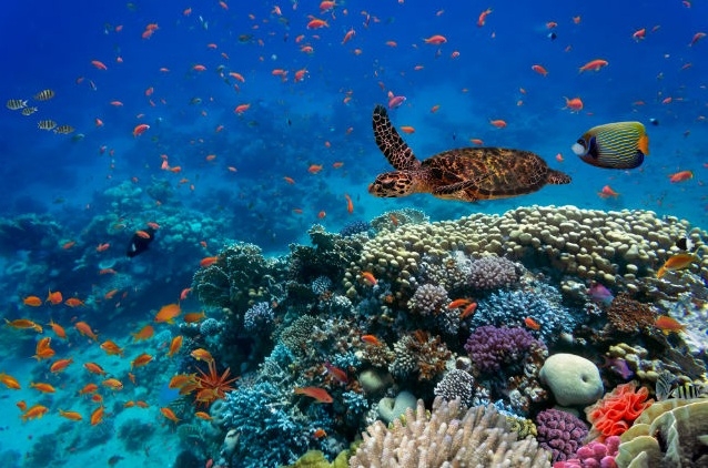 Hamata Island, snorkeling