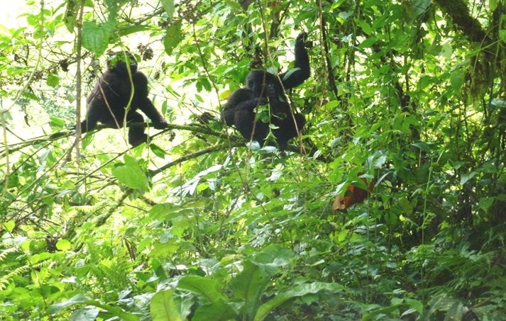 Bwindi Impenetrable National park