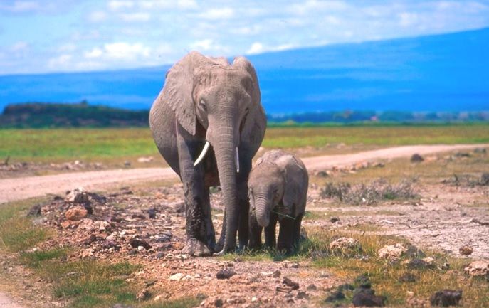 Ngorongoro National Park