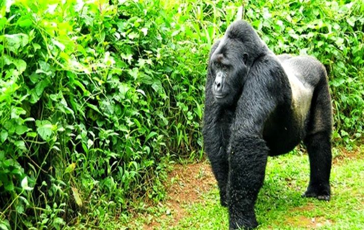 Bwindi National Park
