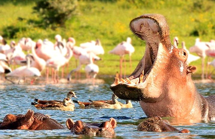 Lake Naivasha