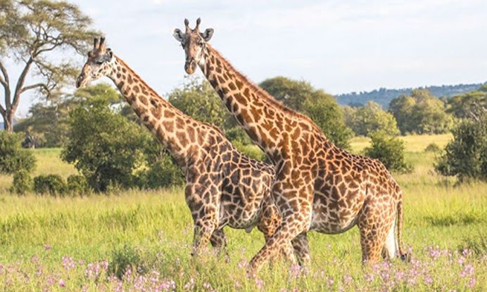 Tarangire National Park