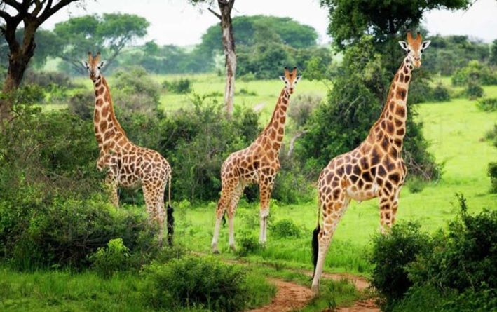 Murchison Falls National Park