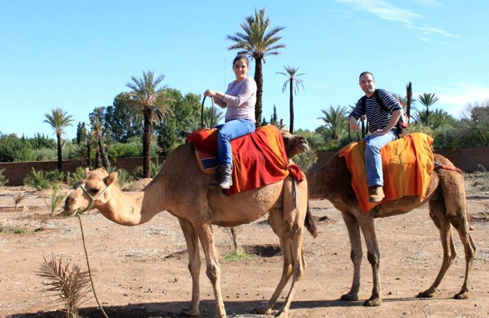 Camel Marrakech