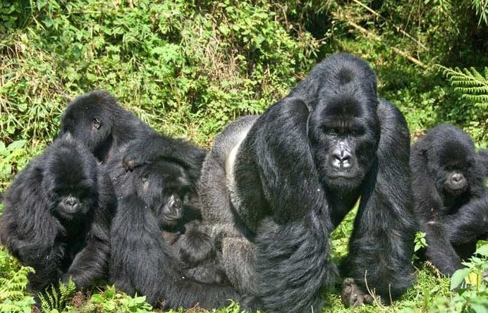 Bwindi National Park