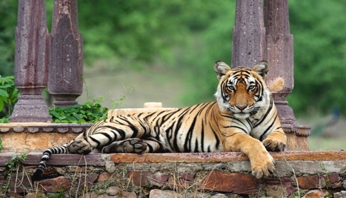 Ranthambore National Park
