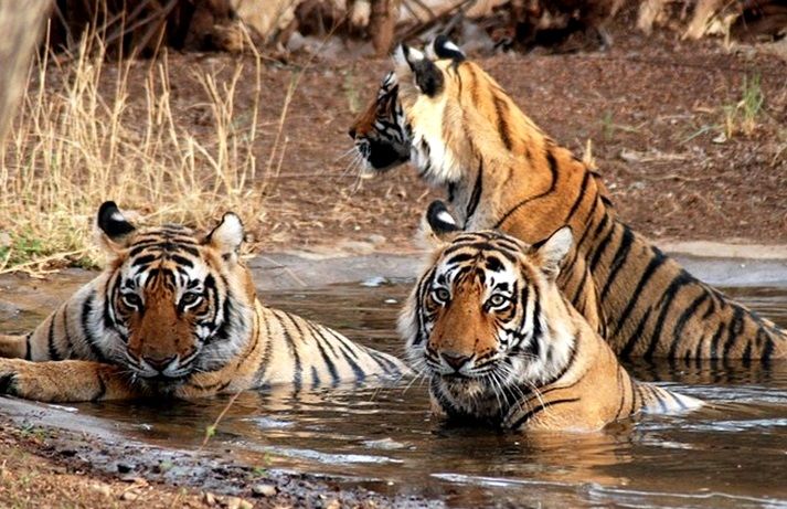 Ranthambore National Park