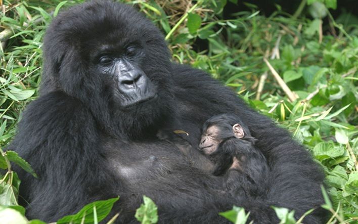 Bwindi Impenetrable National Park