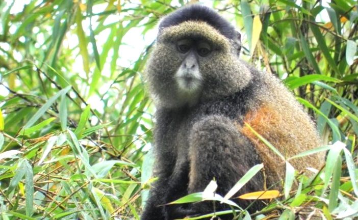Golden Monkeys