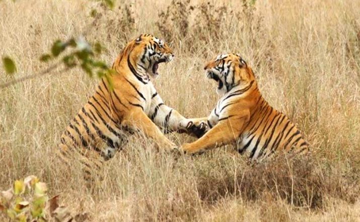 Kanha National Park