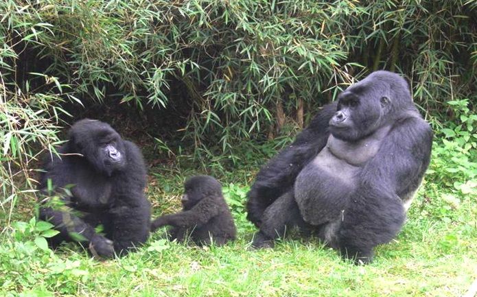 Volcanoes National Park Rwanda