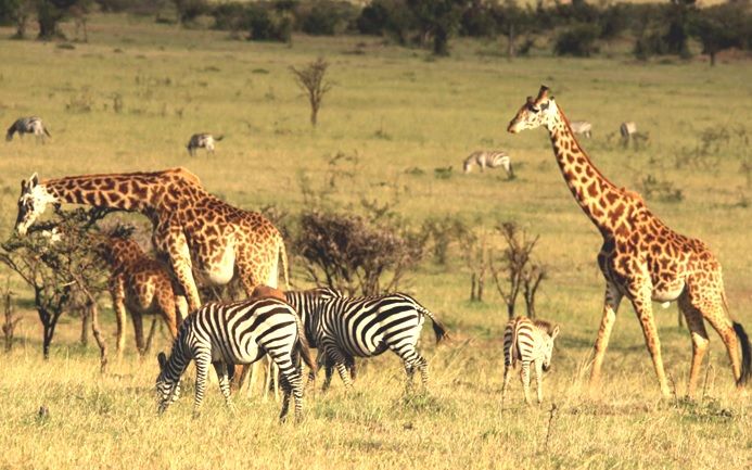 Maasai Mara National Park
