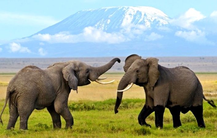 Amboseli National Park