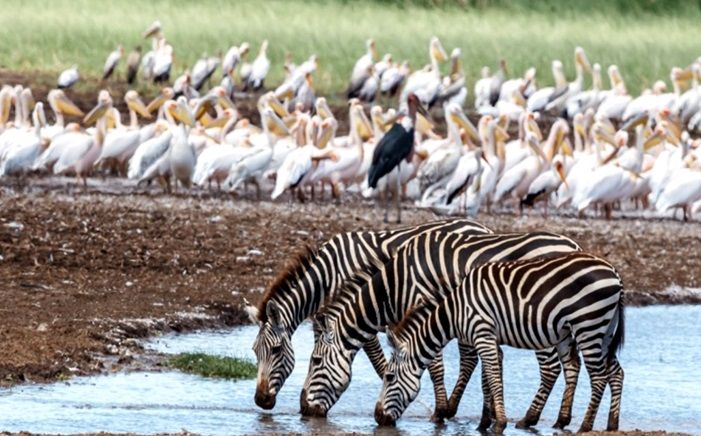 Lake Manyara National Park