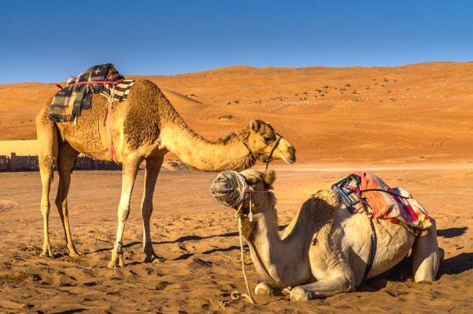 Camel Ride at Wahiba Sands