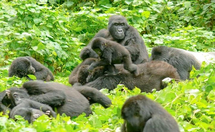 Bwindi Forest National Park