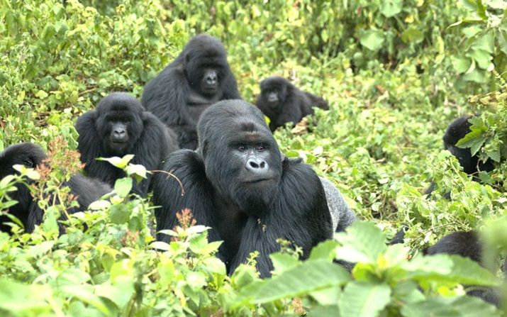 Bwindi Impenetrable Forest National Park