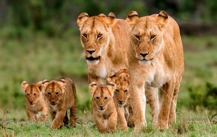 Maasai Mara National Park