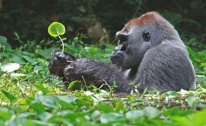 Volcanoes National Park Gorilla
