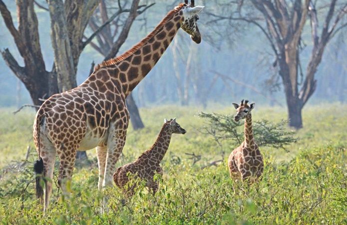 Lake Nakuru National Park