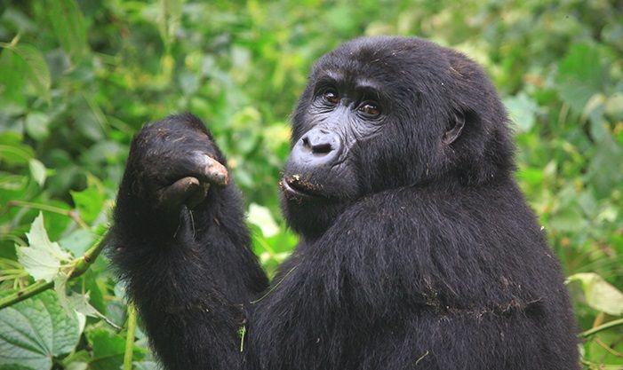 Volcanoes National Park Gorilla