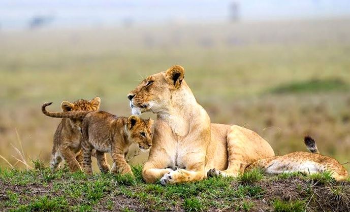 Maasai Mara National Reserve