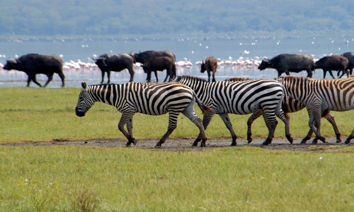 Lake Nakuru National Park