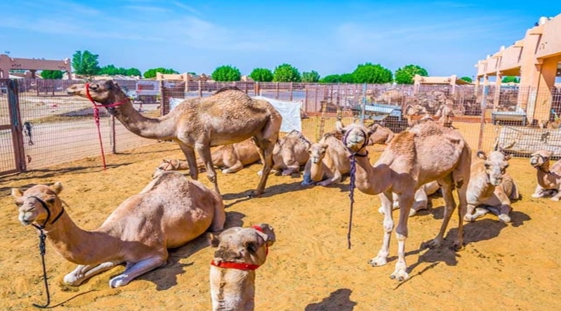 camel ride