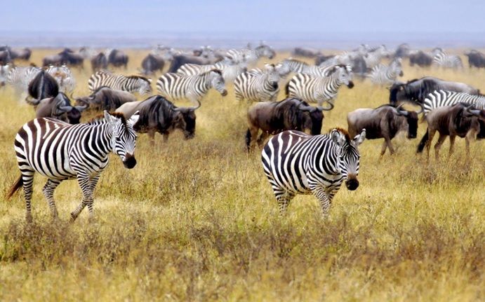 Maasai Mara National Park