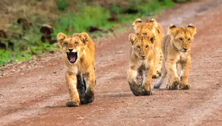 Maasai Mara National Park