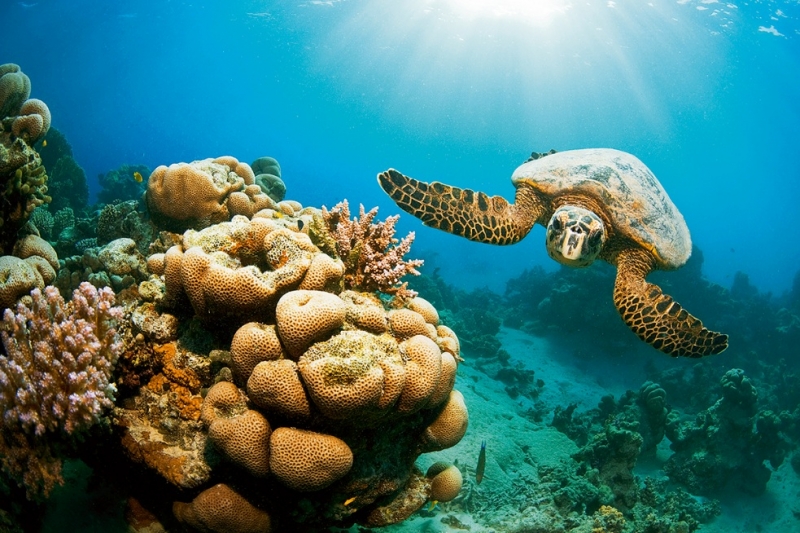 snorkeling, Hamata Island
