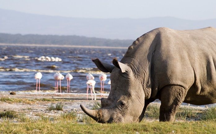 Lake Nakuru National Park