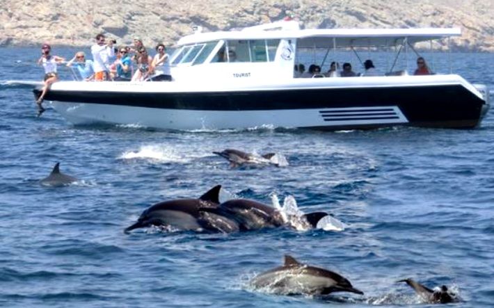 Dolphin Tour