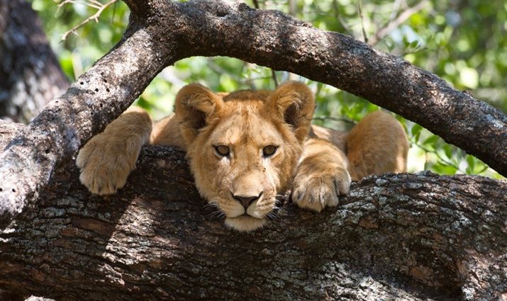 Lake Manyara National Park