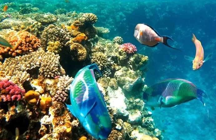 Sharm El Sheikh