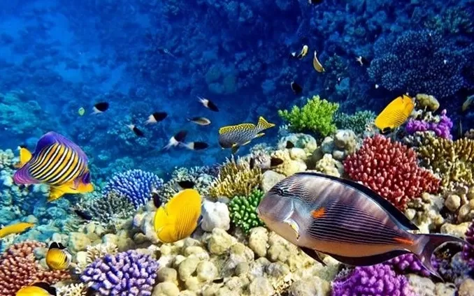 Snorkeling Trip from Safaga Port