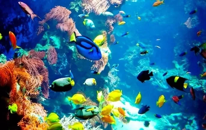 Snorkeling Trip 