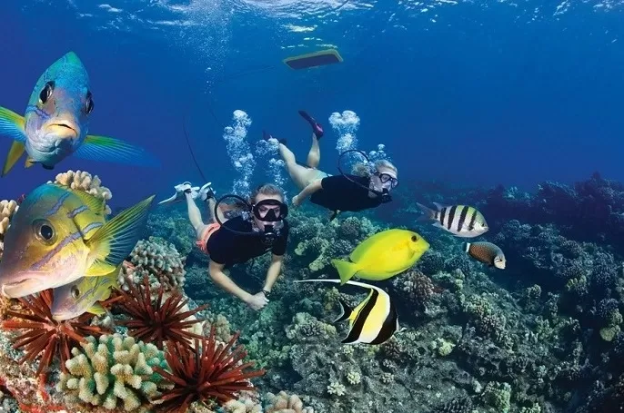 Snorkeling Ras Mohammed