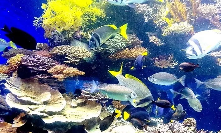 Aqaba Aquarium